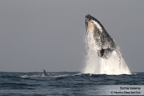 Nautilus : Sortie baleine