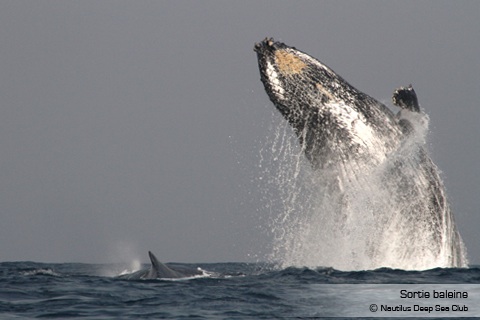 Nautilus : Sortie baleine