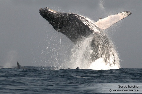 Nautilus : Sortie baleine