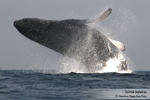 Nautilus : Sortie baleine