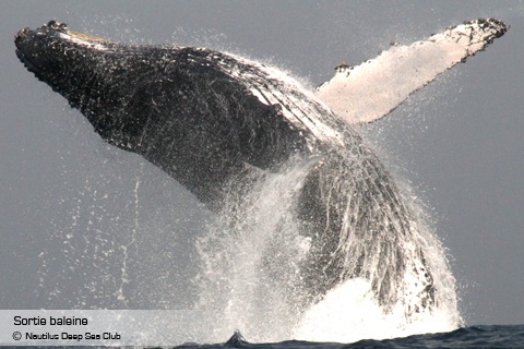 Nautilus : Sortie baleine