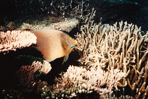 Nautilus : plongée sous-marine